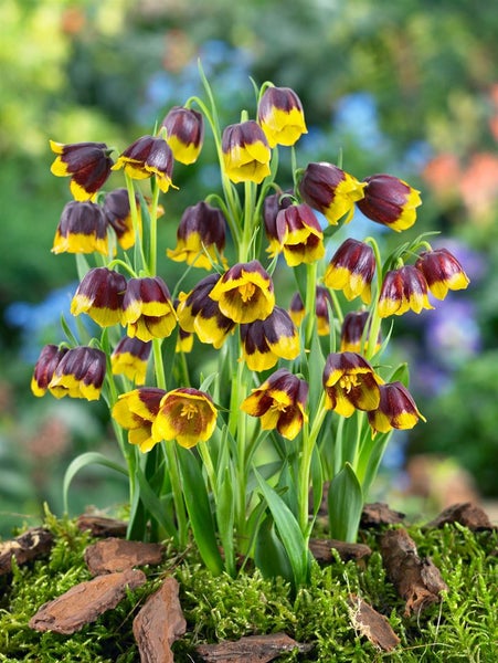 Gruppe Schachbrettblumen im Beet