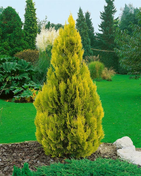 Thuja occidentalis 'Jantar', Lebensbaum, gelbgrün, 50–60 cm