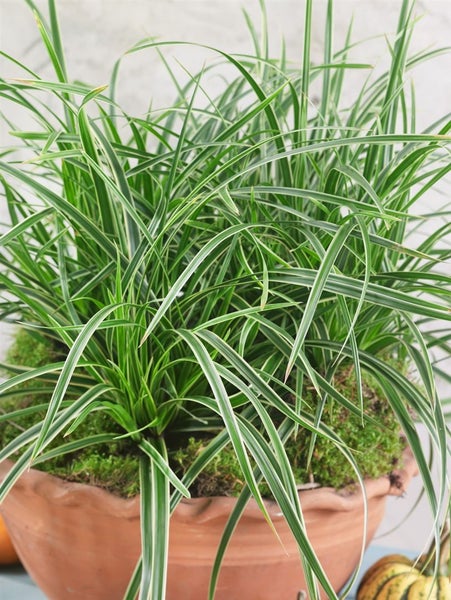 Carex foliosissima 'Irish Green', Ziergras, ca. 11x11 cm Topf