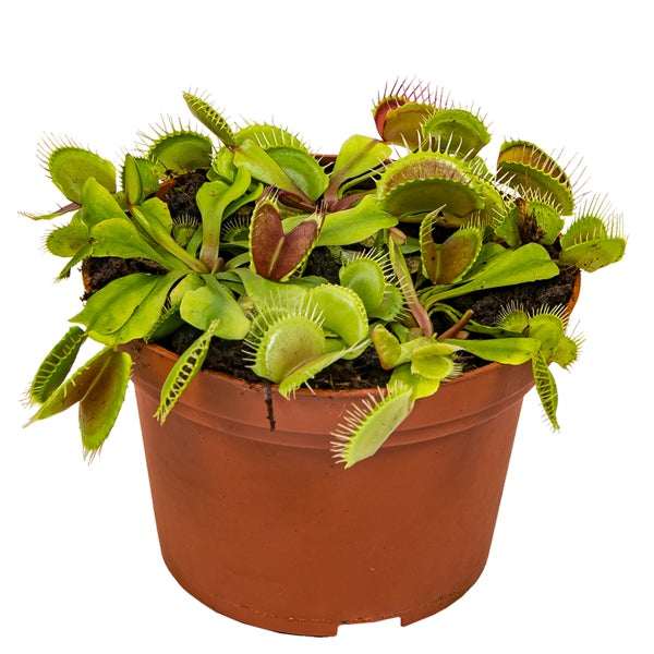 Dionaea Muscipula – Fleischfressende Pflanze – Pflegeleicht – ⌀12 cm – ↕10-15 cm