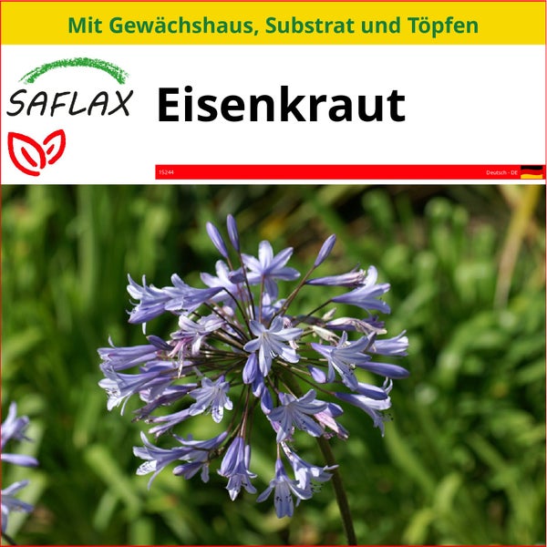 SAFLAX Anzucht Set - Eisenkraut - Verbena officinalis - 250 Samen - Mit Mini-Gewächshaus, Anzuchtsubstrat und 2 Töpfen