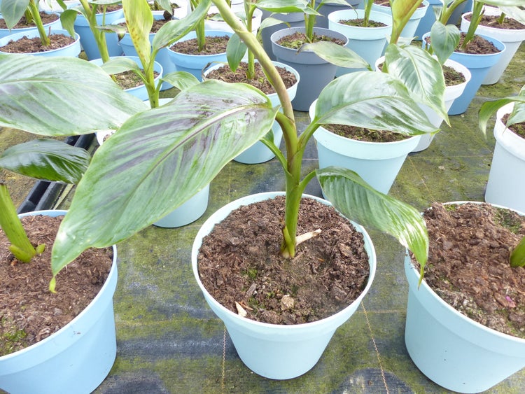Bananenstaude Banane Musa Sikkimensis Red Tiger Banane 55 - 70 cm  winterhart Staude