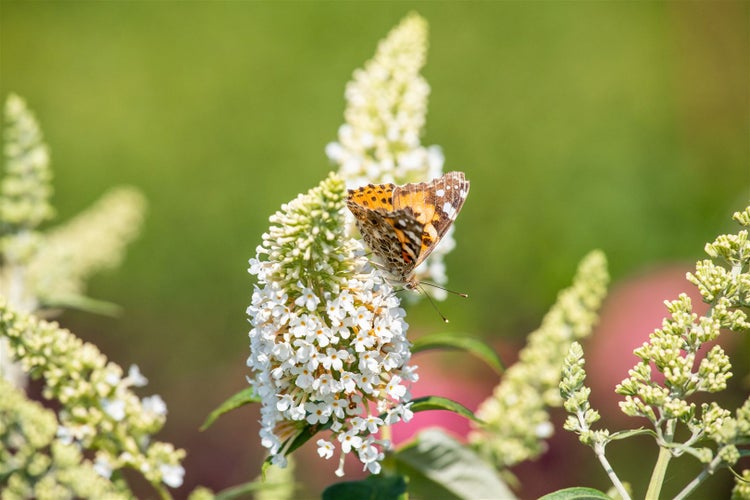 Buddleja 'Revee de Papillon Lavander'®, Schmetterlingsflieder, lavendel, 60–80 cm