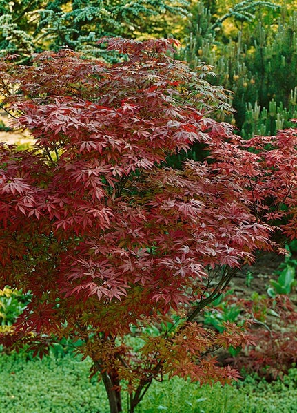 Acer palmatum 'Atropurpureum', Japanischer Ahorn, rotlaubig, 60–80 cm