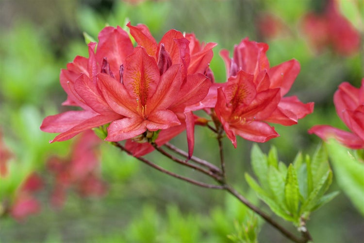 Rhododendron luteum 'Tunis', gelb, 40–50 cm