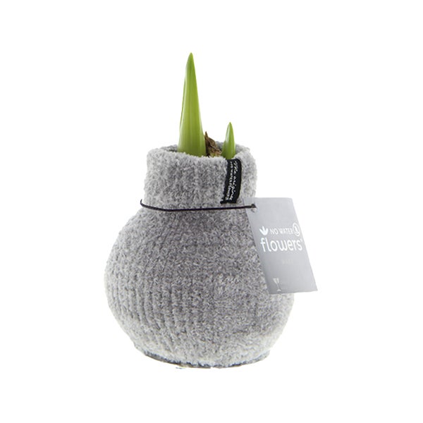 Bloomique - Amaryllis-Zwiebel in Wachs - Cosy Grjis - Blumenzwiebel - keine Wasserblumen - Weihnachtsdekoration - 15-25 cm hoch bei Lieferung - wird bis zu 40-60 cm groß - 10 cm Durchmesser