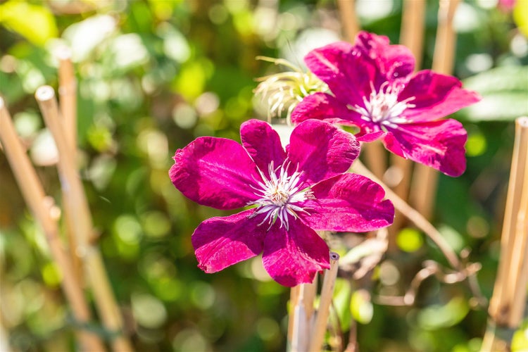 Nahaufnahme von zwei Clematisblüten