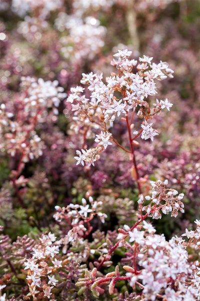 Sedum album 'Murale', Teppichsedum, rötlich, ca. 9x9 cm Topf