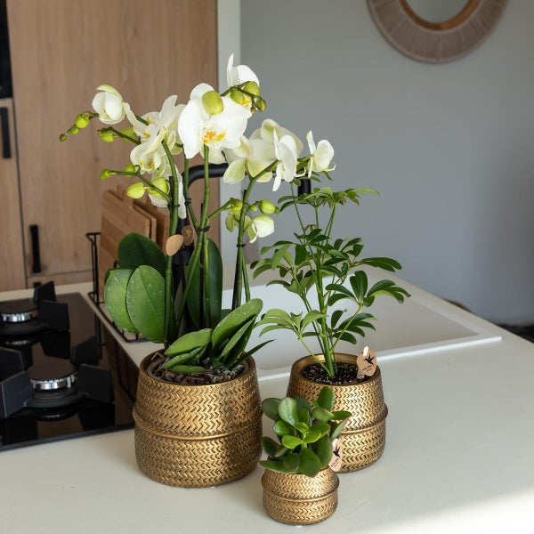 Drei Zimmerpflanzen in goldenen Übertöpfen: Orchidee, Strahlenaralie und Geldbaum