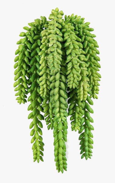 Blaue Blütenstände von Lavendel an dünnen grünen Stielen.