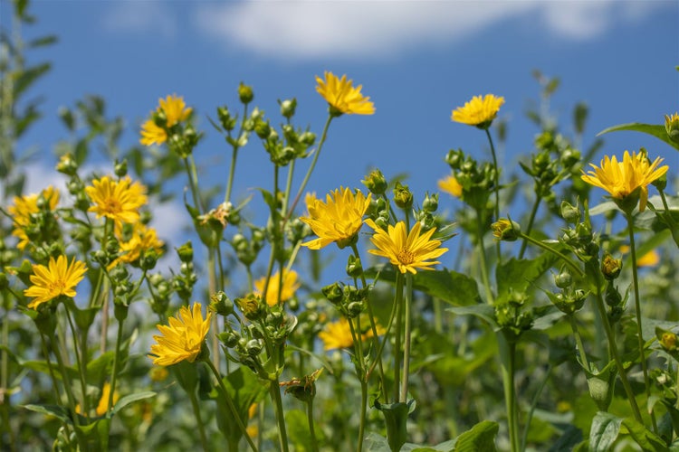 Silphium perfoliatum, Becherpflanze, ca. 9x9 cm Topf