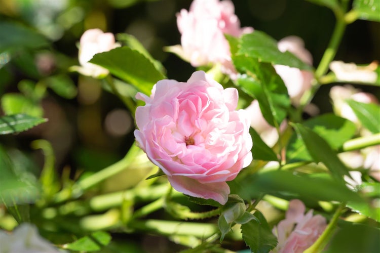 Rosa 'The Fairy', Bodendeckerrose, zartrosa, 3-5 Liter Container