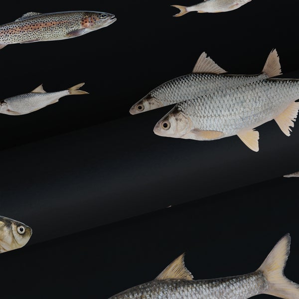 Verschiedene Fischarten vor dunklem Hintergrund