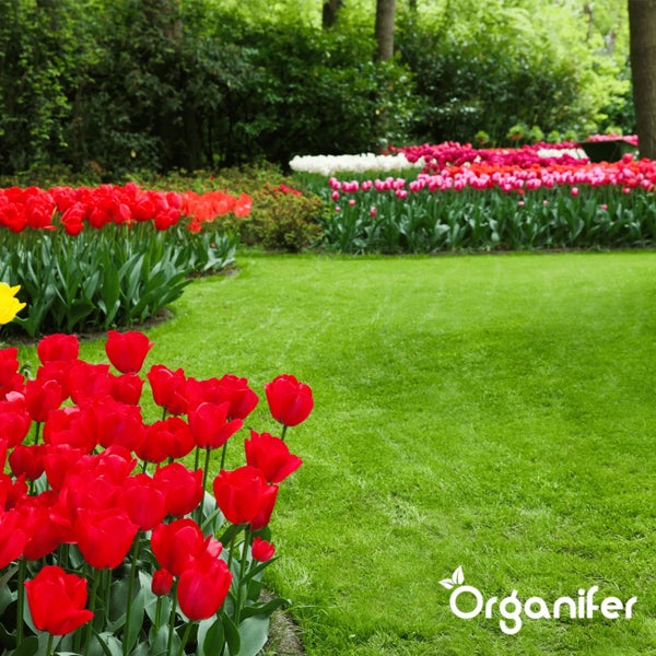 Eisensulfatdünger - Moosentferner - 10kg für 400m2 - Organifer
