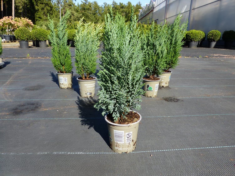Mehrere Chamaecyparis lawsoniana Zypressen in Pflanztöpfen auf einer Freilandfläche in einer Baumschule.