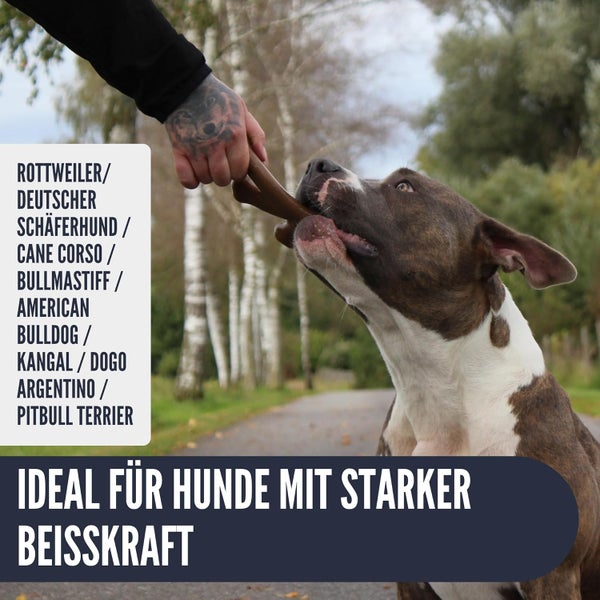 Ein Hund nimmt einen Stock von einer Person entgegen. Ideal für Hunde mit starker Beisskraft.