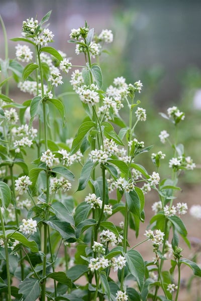 Aufnahme von Seidenpflanze mit weißen Blüten und grünen Blättern.