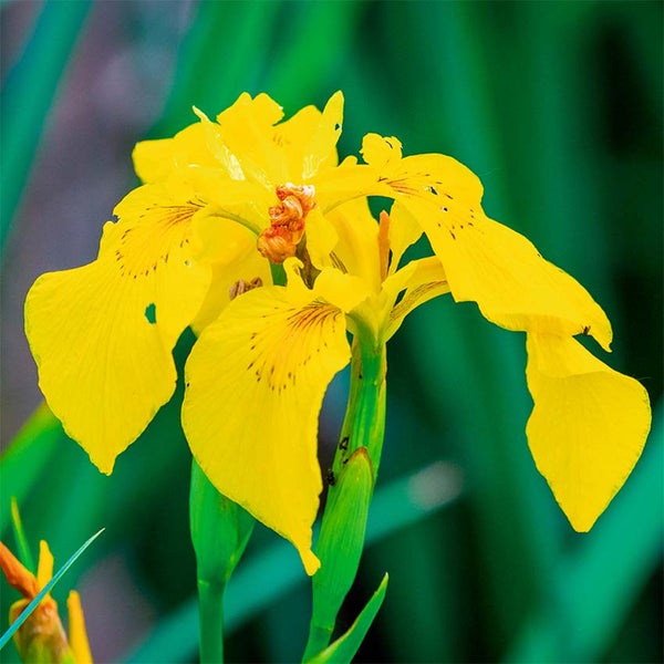 Gelbe Sumpfschwertlilie Iris pseudacorus in Nahaufnahme, Wasserpflanze für den Gartenteich.