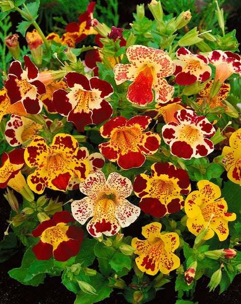 Gruppe von Pantoffelblumen mit unterschiedlichen Farbmustern.