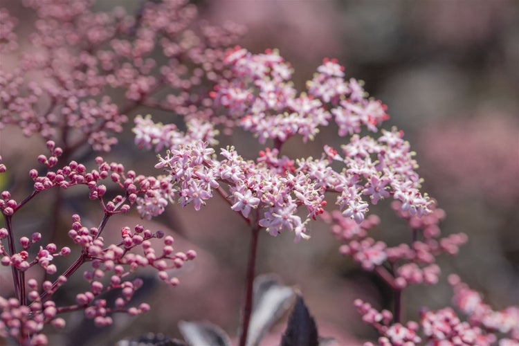 Sambucus nigra 'Black Beauty', Schwarzer Holunder, dunkelviolett, 60–100 cm