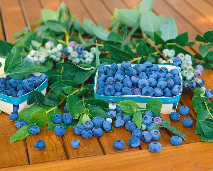 Vaccinium corymbosum 'Patriot', Heidelbeere, 40–60 cm, ertragreich