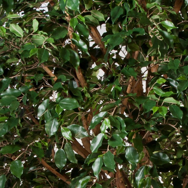 Nahaufnahme einer Ficus Benjamina Kunstpflanze mit dichten grünen Blättern und braunen Zweigen.