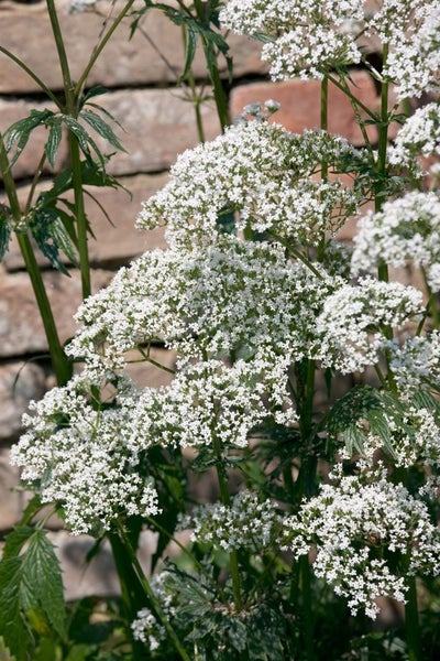 Valeriana officinalis, Baldrian, ca. 9x9 cm Topf