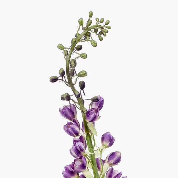 Blütenstiel eines violetten Rittersporns mit grünen Knospen.