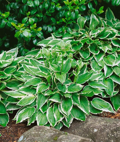 Hosta undulata 'Albomarginata', Funkie, grün-weiß, ca. 11x11 cm Topf
