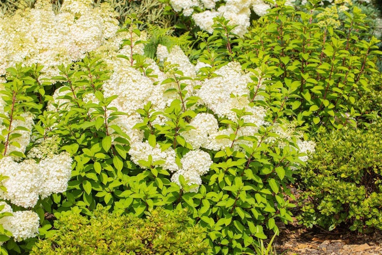 Hortensienbusch mit weißen Blüten im Garten.