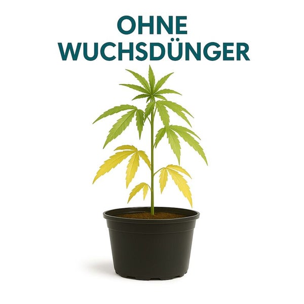Cannabispflanze in einem Kunststofftopf ohne Wuchsdünger als Hinweis auf Nährstoffmangel