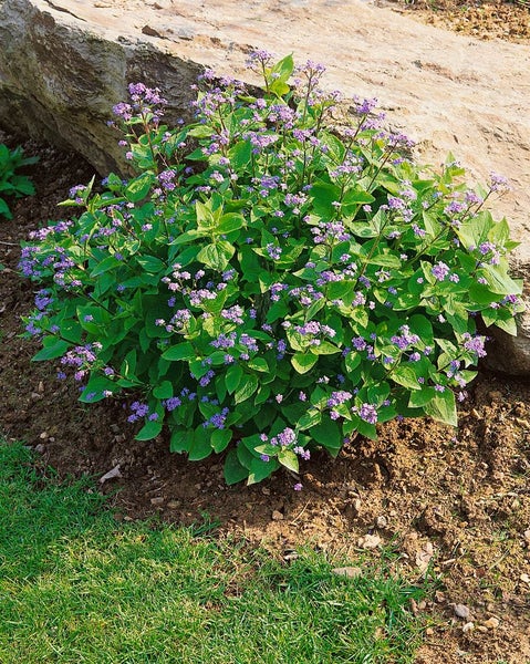 Blütenhartriegel mit grünen Blättern und lila Blüten im Gartenbeet.