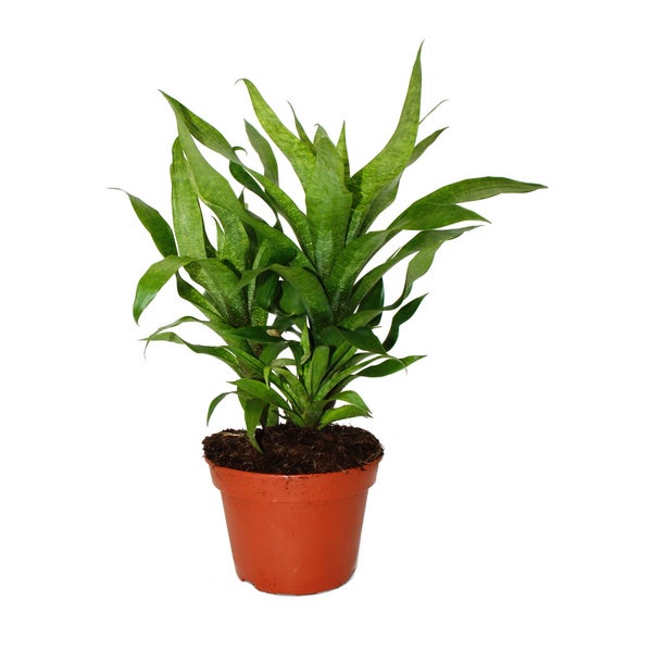 Ausgefallene XL-Bromelien Nature's Touch - Vriesea ospinaea - Exotische Blattschönheit - 15cm Topf