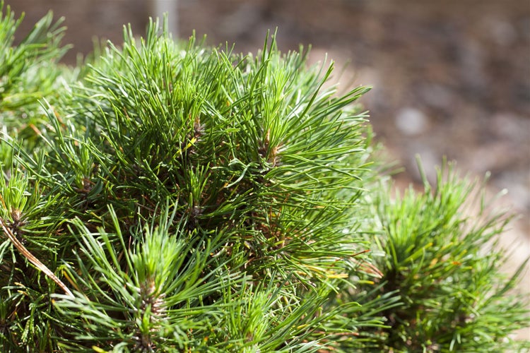 Pinus mugo 'Varella', Bergkiefer, kompakt, 20–25 cm