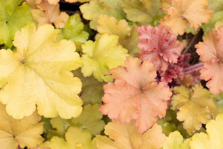 Heuchera villosa 'Marmalade', Purpurglöckchen, orange, 2 Liter Container