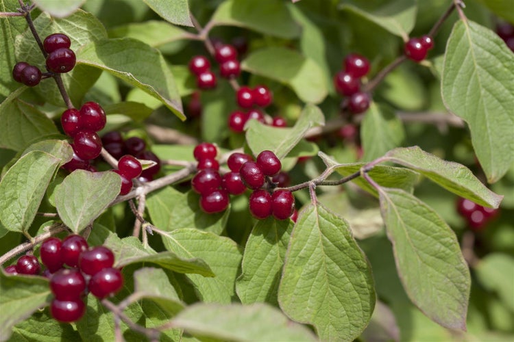 Lonicera xylosteum, Heckenkirsche, 60–100 cm, robust