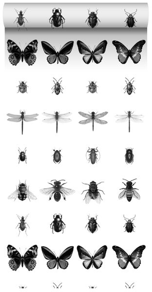 ESTAhome XXL-Vliestapete Zeichnungen von Insekten Schwarz-Weiß - 50 x 900 cm - 158827