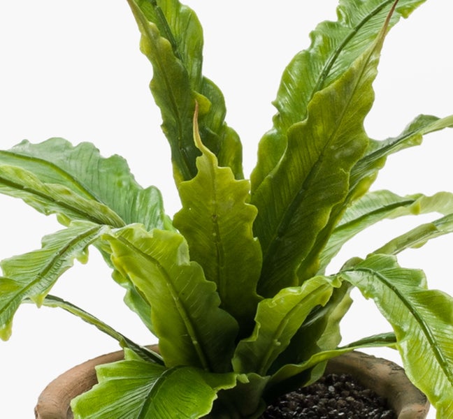 Grüne Zimmerpflanze Nestfarn Asplenium mit gewellten Blättern in einem Tontopf.