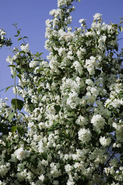 Philadelphus 'Virginal', Duftjasmin, weiß, 80–100 cm