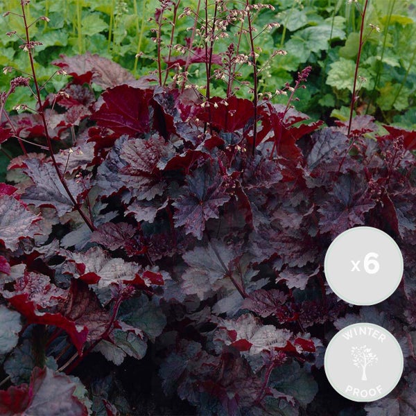 6x Heuchera micrantha 'Palace Purple' - Lila Glocke - Staude - Winterherz – ⌀9 cm - ↕10-15 cm