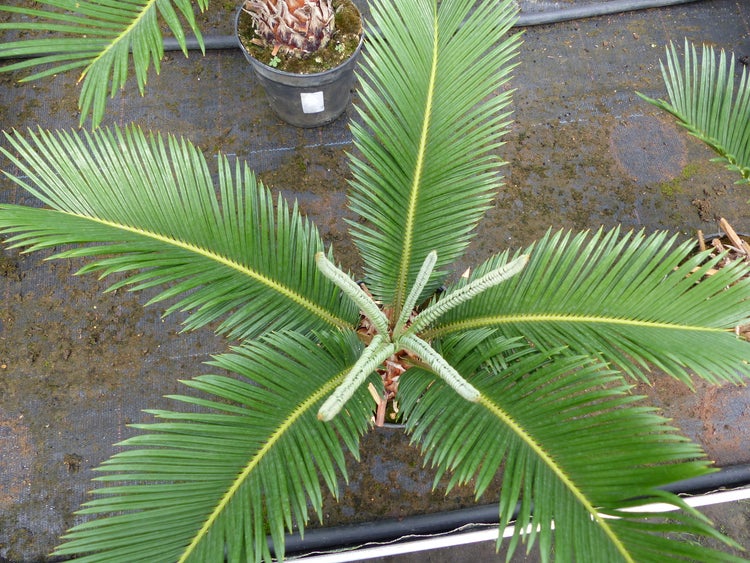 Japanische Sagopalme Cycas revoluta mit fiedrigen Blättern in einem Topf, Ansicht von oben.