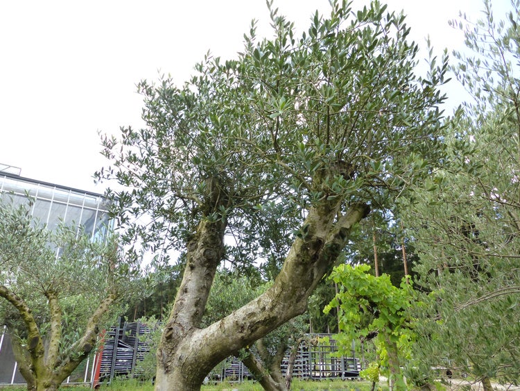 Alter Olivenbaum mit markantem Stamm im Garten oder Baumschule