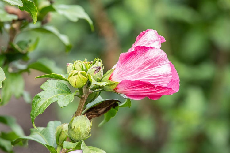 Hibiscus syriacus 'Lady Stanley', Roseneibisch, rosa-weiß, 60–80 cm