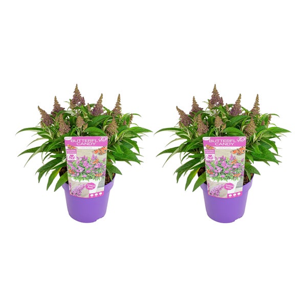 2x Schmetterlingsstrauch - Buddleja Butterfly Candy 'Little Purple' - Winterhart - ⌀19 cm - 40-50 cm