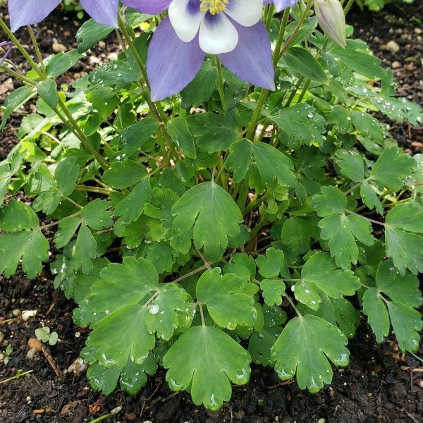 Nahaufnahme einer Akelei mit violett-weißer Blüte und grünen Blättern mit Wassertropfen auf dunkler Erde.