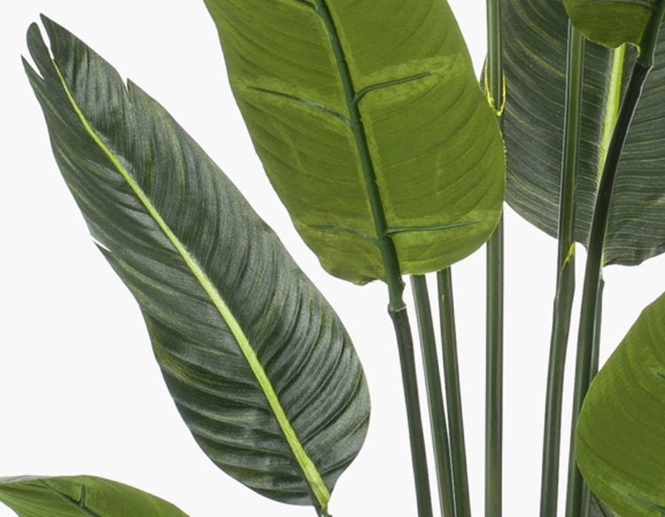 Nahaufnahme der grünen Blätter einer künstlichen Strelitzia Pflanze mit Stielen.