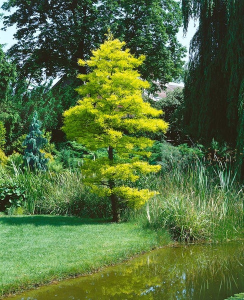 Landschaftsansicht mit einem gelbblättrigen Gold-Sumpfzypresse Baum in einem Garten am Teich