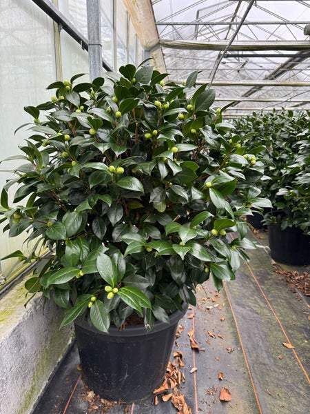 Kamelie in weiß 130 -160  cm, 12 - 14 jährige Pflanze Camellia Dalonega Premiumqualität winterhart