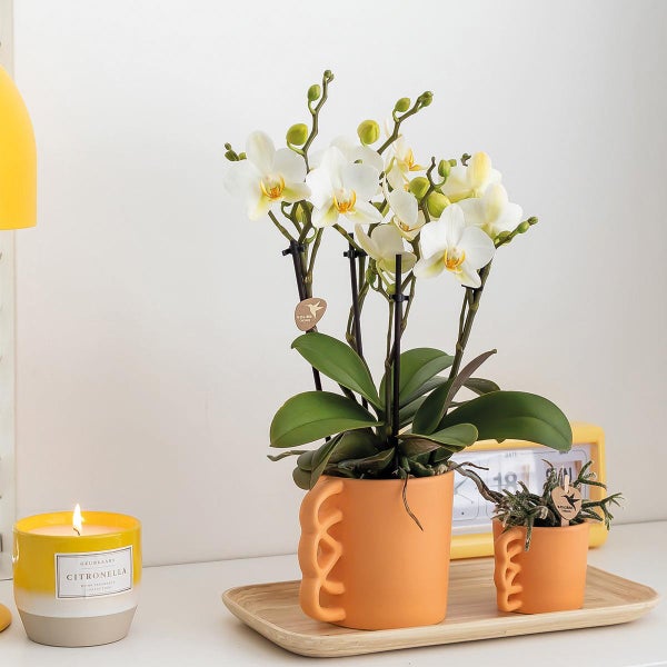 Dekoratives Arrangement mit Orchideen in Töpfen, Kerze und Uhr auf einem Tablett