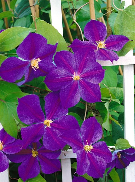 Clematis Hybride 'Star of India', violett, 60–100 cm